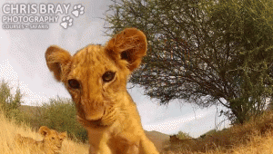 19cr86bbcrvs9gif