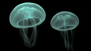 cnidaria1