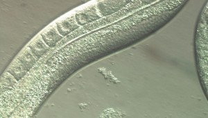 neumoatodo