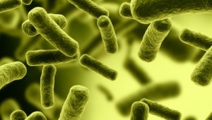 bacterias