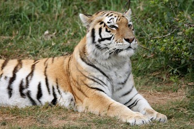 Tigre