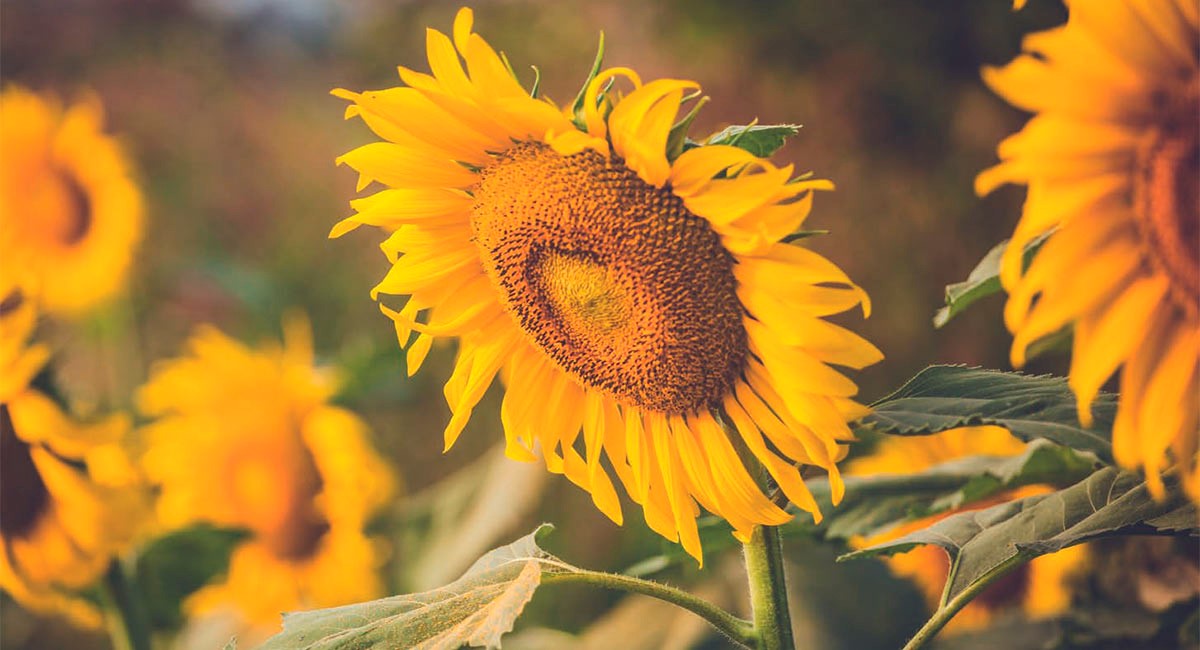 microbios de las plantas