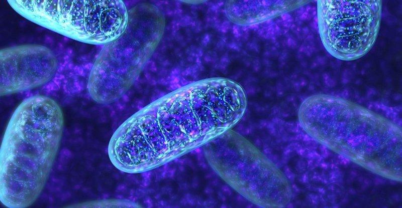Los papás también pueden transmitir ADN mitocondrial a sus hijos