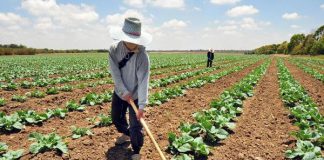 Cómo la agricultura cambió nuestra forma de hablar