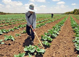 Cómo la agricultura cambió nuestra forma de hablar