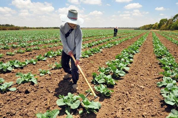 Cómo la agricultura cambió nuestra forma de hablar