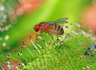 Sistemas nerviosos de los insectos inspiran futuros sistemas de inteligencia artificial